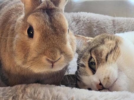 うさぎと猫 猫,ネコ,うさぎの写真素材