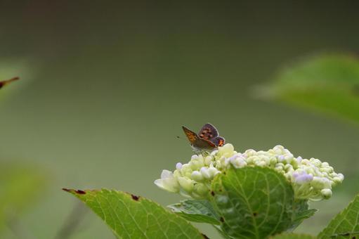 紫陽花とベニシジミの写真