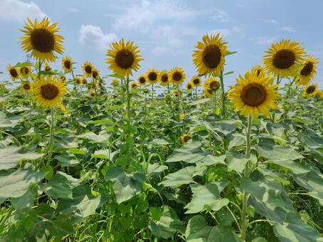 ひまわり 黄色,夏花,明るいの写真素材