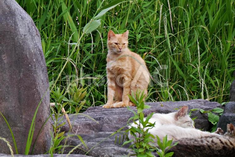 5月の公園猫 ネコ,猫,公園猫の写真素材