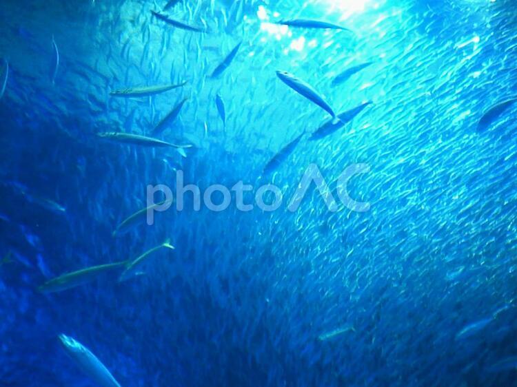 トイカメラで撮影した魚群01 魚群,水族館,水槽の写真素材