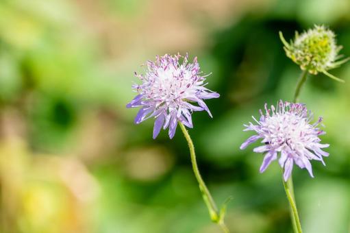クラウティアアルペンシス⑶ クラウティアアルペンシス⑶ 花,クラウティアアルペンシス,クナウティア・アーベンシスの写真素材