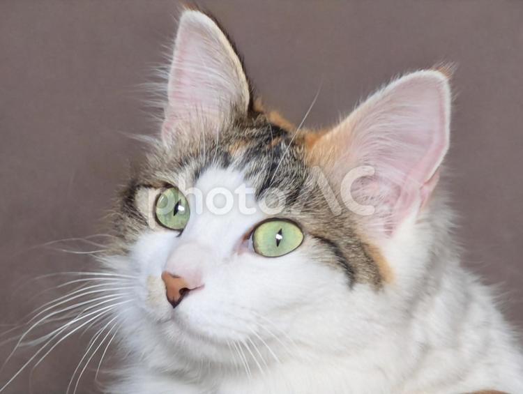 すまし顔の猫 ネコ,ねこ,動物の写真素材