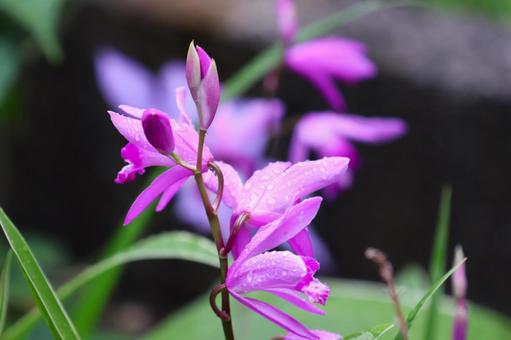 5月上旬の庭の雨上がりのシランの花 5月上旬の庭の雨上がりのシランの花 背景,シラン,花の写真素材