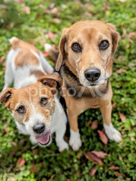 いつもくっついていたい 犬,ビーグル,ジャックラッセルテリアの写真素材
