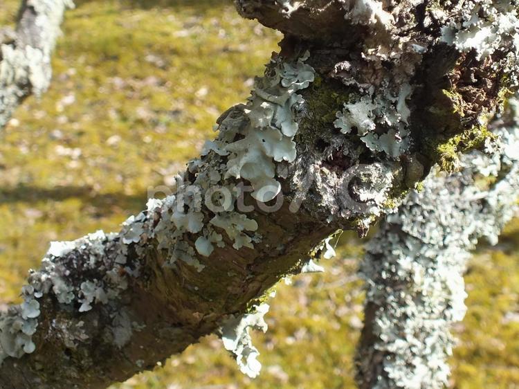 地衣類のウメノキゴケ（梅の木苔） 古木,老木,古梅の写真素材