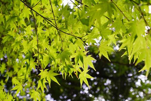 モミジの葉 モミジ,葉,植物の写真素材