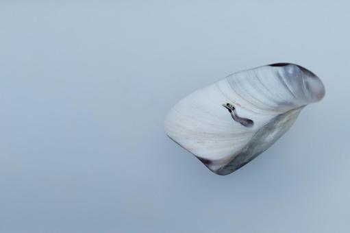紫のアクセントがある白い貝殻 紫のアクセントがある白い貝殻 貝殻,白,紫の写真素材