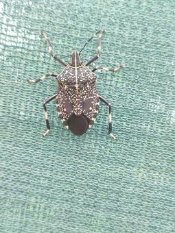 カメムシ カメムシの写真