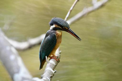 カワセミ 鳥,野鳥,自然の写真素材