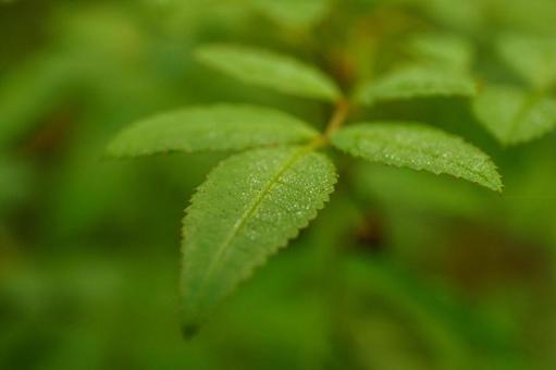 新緑の若葉の写真