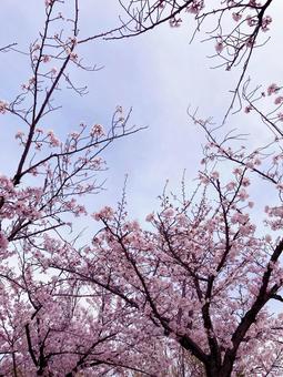 桜 桜の写真