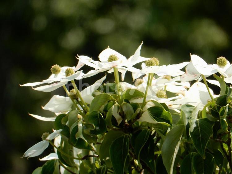 【花の写真】ヤマボウシ ヤマボウシ,山法師,ミズキ科の写真素材