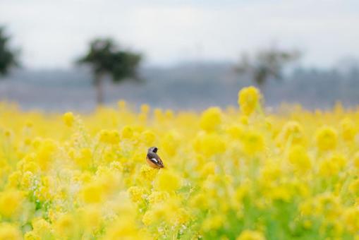 春みつけたの写真