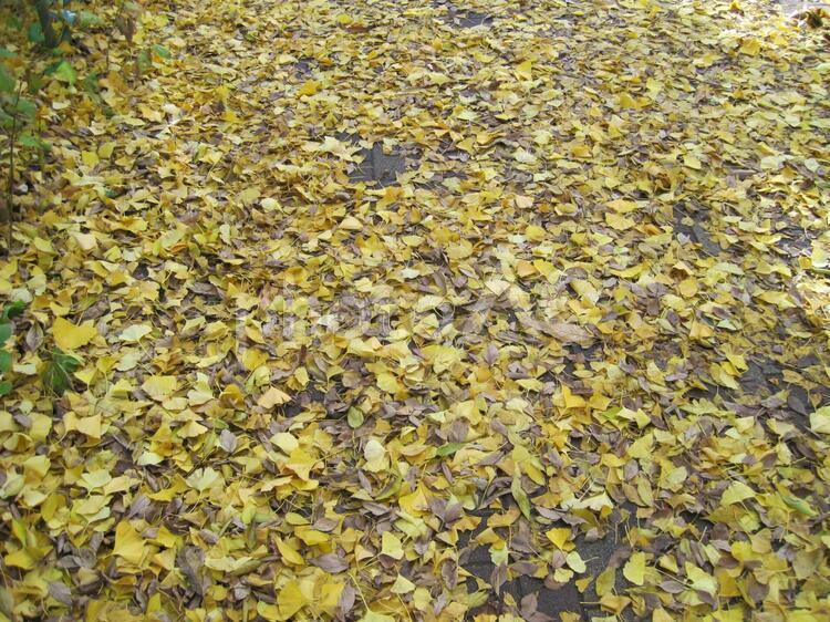 地面いっぱいに落ちたイチョウの葉 イチョウ,銀杏,秋の写真素材