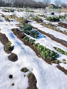 雪が降った畑 畑,雪,野菜の写真素材