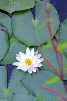 Water lily, JPG