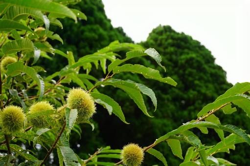 栗 栗 栗,植物,果樹の写真素材