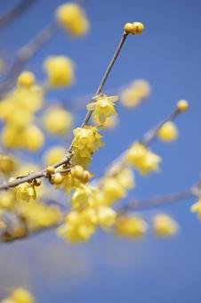 Winter plums shining against the blue sky, JPG