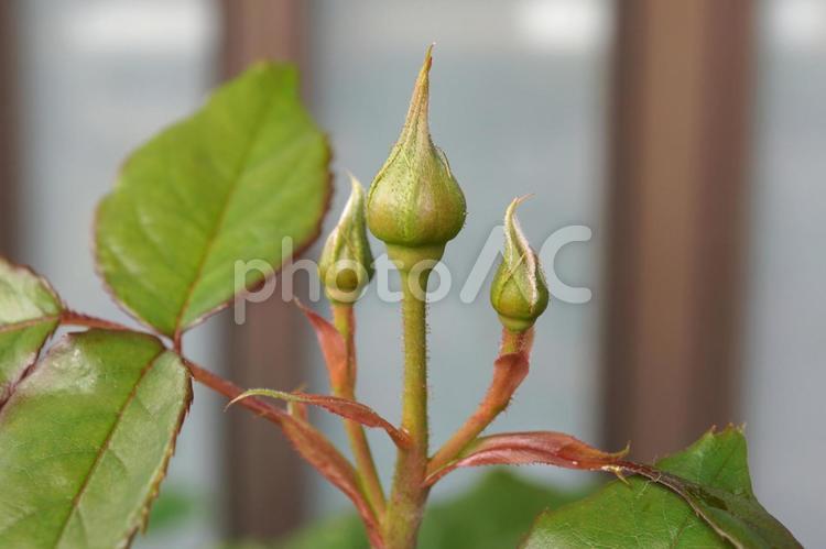 バラの蕾（房咲き）06 バラ,薔薇,房咲きの写真素材