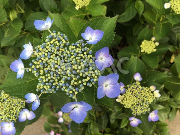紫陽花　花　植物　６月　梅雨　雨　イメージ　写真 ガクアジサイ,額紫陽花,アジサイの写真素材