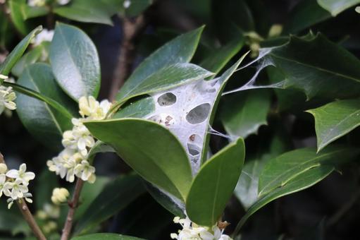 クサグモの卵のう クサグモ,クモ,クモの卵の写真素材