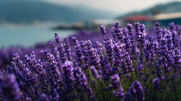 静寂と香りの空間:夏のラベンダー畑 静寂と香りの空間:夏のラベンダー畑の写真