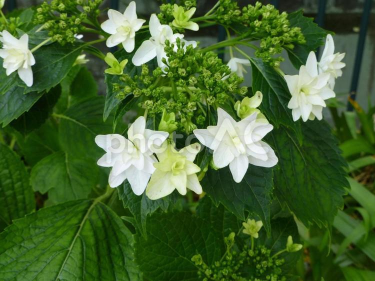 花壇に咲く白いアジサイ・墨田の花火 アジサイ,花,植物の写真素材