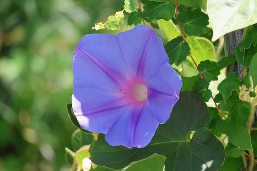 青い花びらの朝顔の花のアップ 青い花びらの朝顔の花のアップ 青い,花びら,朝顔の写真素材