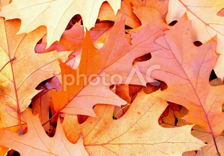 落葉 枯れたカエデの落ち葉 秋の風景画像 落ち葉,老人,かえでの写真素材