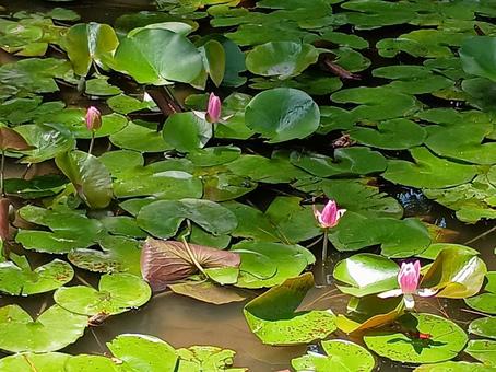 つぼみの蓮の花 つぼみの蓮の花の写真