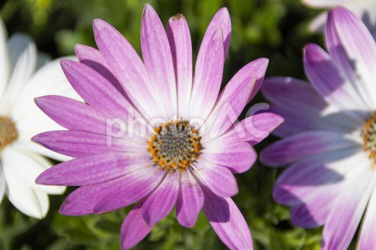 オステオスペルマム　ミスティーピンク オステオスペルマム,ミスティーピンク,アフリカンデージーの写真素材