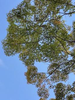 もみじ もみじ もみじ,紅葉,青空の写真素材