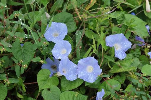 青くて小さい花 花,ミニ,朝顔の写真素材