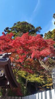 筑波山神社の秋 茨城県,つくば市,筑波山の写真素材