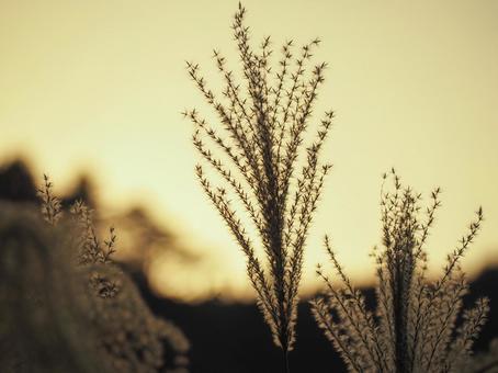 夕方のススキ 夕方のススキ ススキ,すすき,穂の写真素材