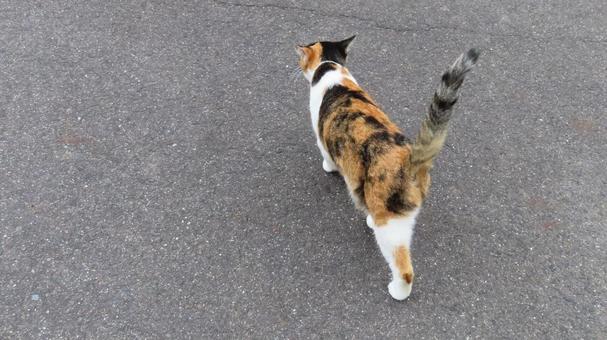 日々のパトロールを欠かさないもふもふな猫 日々のパトロールを欠かさないもふもふな猫 三毛猫,猫,パトロールの写真素材