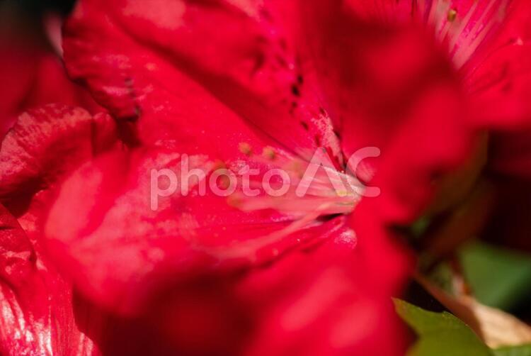 春に咲く鮮やかなつつじの花 東京,武蔵野市,春の写真素材