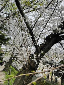 桜並木 桜並木の写真