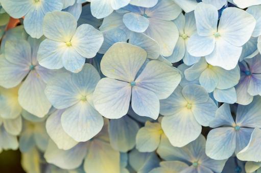 淡いブルーの紫陽花 淡いブルーの紫陽花 紫陽花,花,6月の写真素材