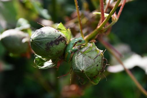 綿の実の間に入るアマガエル ワタ,綿,アマガエルの写真素材
