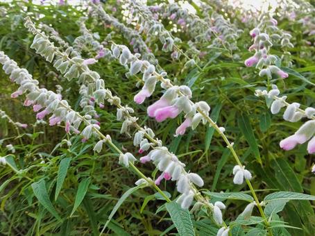 メキシカンブッシュの白い花 メキシカンブッシュ,花,夏の写真素材