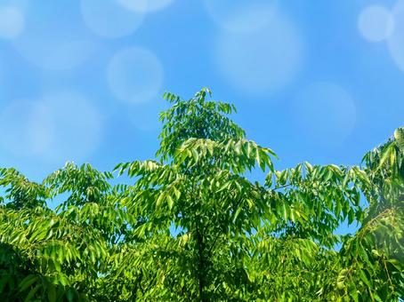 Blue sky and trees, JPG