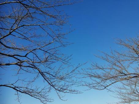 桜002_冬の桜と空の写真