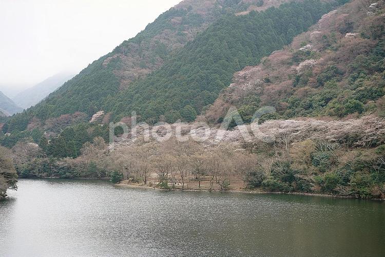 諭鶴羽ダム89　ダム湖と桜 諭鶴羽ダム,兵庫県,南あわじ市の写真素材