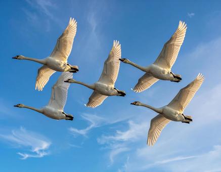 北国に帰る白鳥の写真