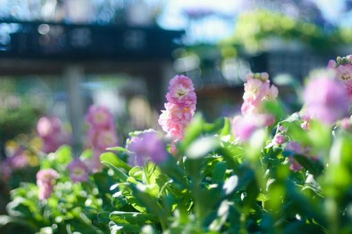 Pink and green, JPG
