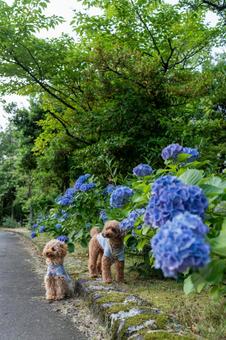 Hydrangea and toy poodle, JPG Hydrangea and toy poodle, JPG