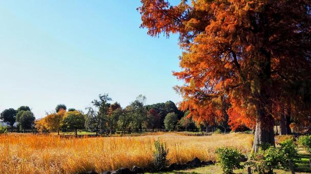 水元公園の紅葉・煉瓦色の木々（葛飾区） 秋,水元公園,紅葉の写真素材
