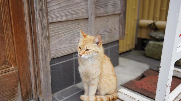 Photo, cat, tea tiger, alley, 